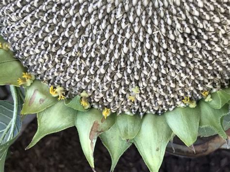 5 Tips for Growing and Harvesting Sunflower Seeds | Kellogg Garden ...