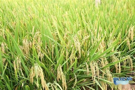 C视频丨亩产超700公斤 泸州合江水稻丰收啦_四川在线