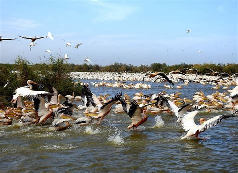 DJOUDJ NATIONAL BIRD SANCTUARY (2025) All You Need to Know BEFORE You ...