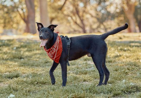 Pet Tax Deductions 2025: What’s Actually Allowed for Individuals ...