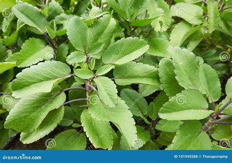 Life Plant Or Miracle Leaf Bryophyllum Pinnatum. Stock Photography ...