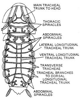 Cockroach Respiratory System 的图像结果