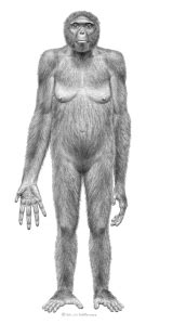 Image result for Ardipithecus Ramidus Discovery