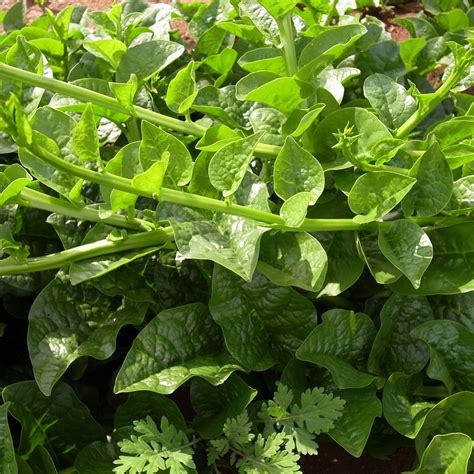 Malabar Spinach Seeds - Green Vines Supreme - 1 Lb ~12800 Seeds - Non ...