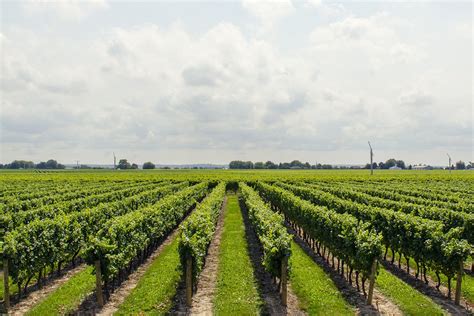 Drones agriculture India | Drones for agriculture spraying solutions in ...