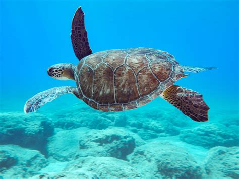 Image result for Turtle Programming Tutorial