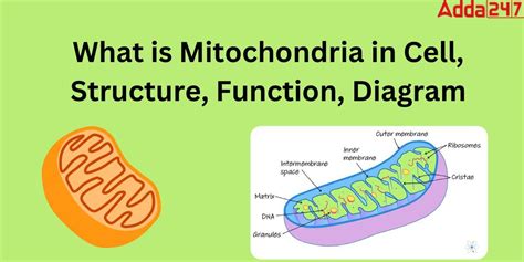 Mitochondria Diagram, Function, Structure for Class 9