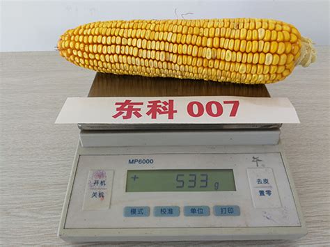 玉米全自动加工生产线机_玉米脱粒机_玉米风干机_肇庆市凤翔餐饮设备有限公司