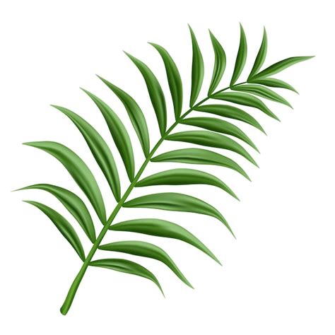 Palm oil leaves Vectors - Download Free High-Quality Vectors from ...