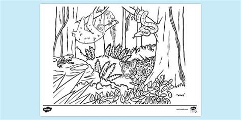 Save the Rainforest Colouring Page | Colouring Sheets