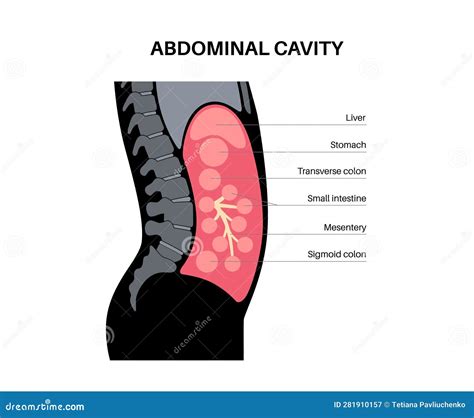 Abdominal Cavity Anatomy Organs