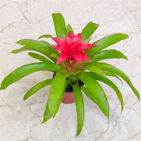 Guzmania Plant In 15 Cm Pot – ChhajedGarden.com