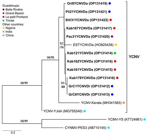 Epidemiology of Yam Viruses in Guadeloupe: Role of Cropping Practices ...
