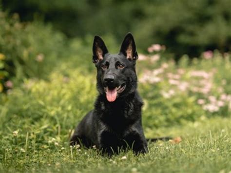 Black German Shepherd Guard Dog