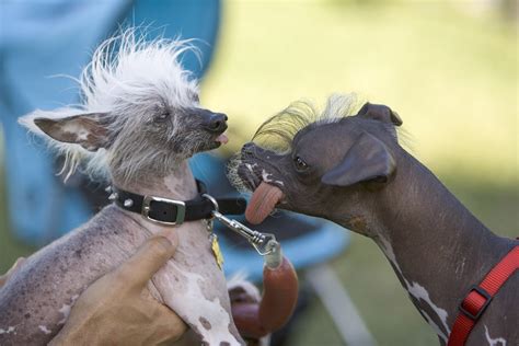 The world's ugliest (but coolest) dogs
