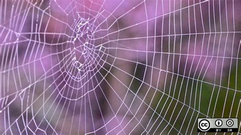 Image result for Spider Web Python