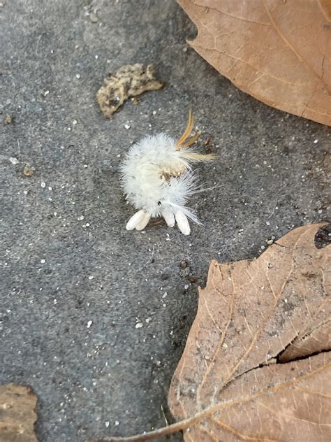 Caterpillar found in Philly, PA : r/whatsthisbug - founded in philly