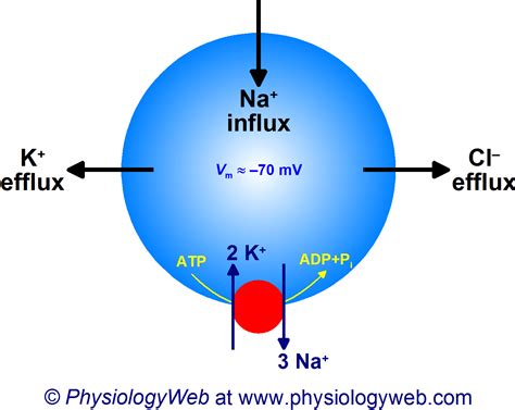 Potassium efflux, sodium influx, and chloride efflux under resting ...