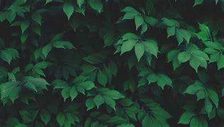 Image result for Green Aesthetic Laptop Wallpaper Nature