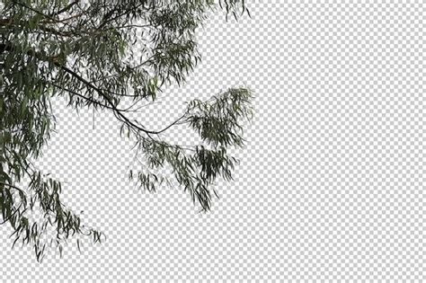 Tropical tree leaves and branch foreground isolated | Premium PSD