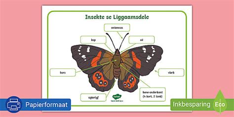 Liggaamsdele van 'n Insek Plakkaat (teacher made) - Twinkl