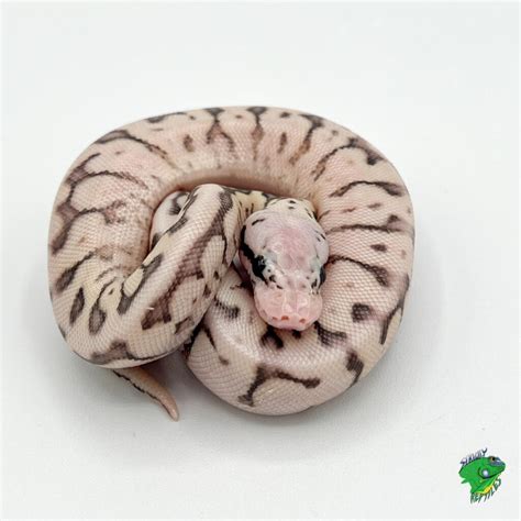 Image result for Killer Bee Ball Python