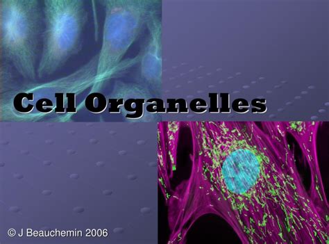 179F1F5A 1175 4761 8756 E35D06843 C53 - Cell Organelles Beauchemin 2006 ...
