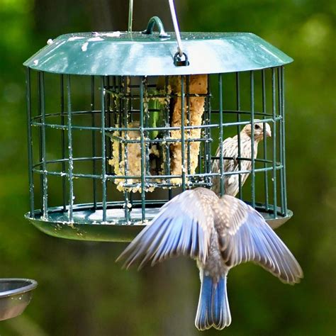 9 Types of Bird Feeders You Should Know
