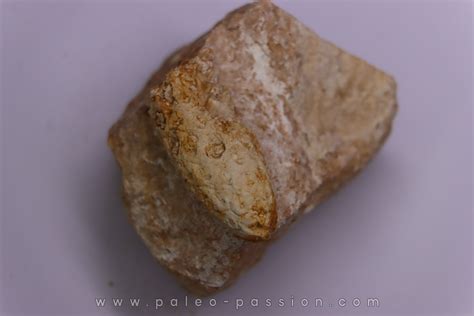 Equicalastrobus upper Eocene Western Sahara, rio del oro Region of ...