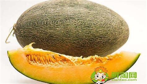 一只绿色的蒲瓜高清图片下载_红动中国