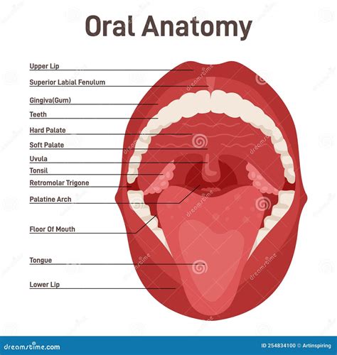 Oral Cavity Clipart at Amanda Unger blog