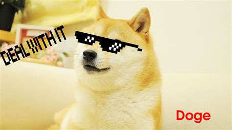 Download Shiba Inu Funny Doge Dog Meme HD Wallpaper