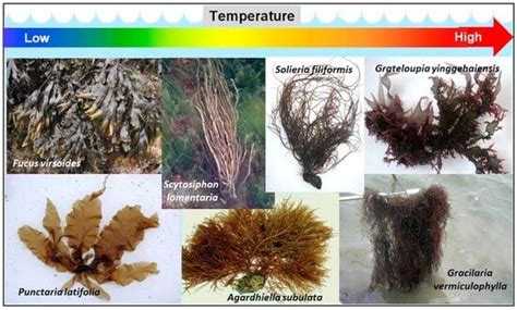 Climatic Changes Shift Macroalgal Assemblages from Cold- to Warm ...