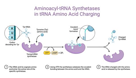 Aminoacyl-tRNA Synthetases in tRNA Amino Acid Charging | BioRender ...
