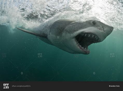 Great White Shark Mouth Open Side View