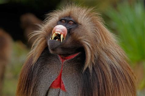 Baboon Mouth