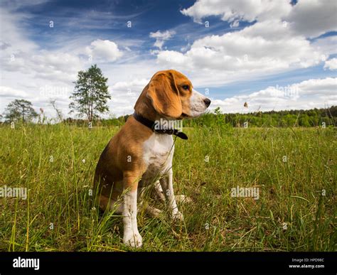 Hunt beagle hi-res stock photography and images - Alamy