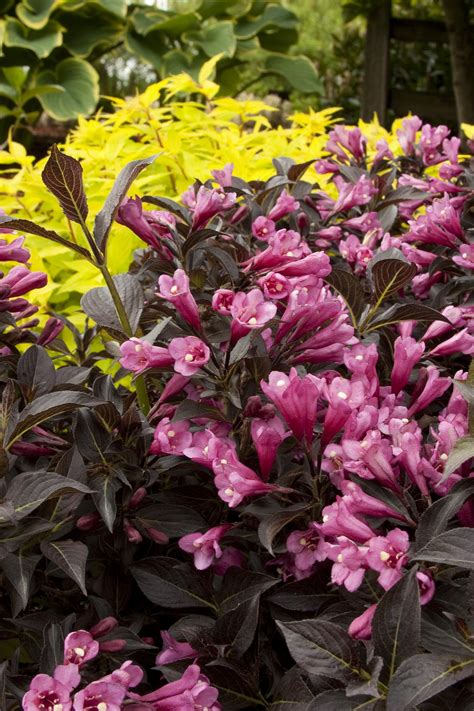 Dark Horse Weigela, Weigela florida 'Dark Horse', Monrovia Plant
