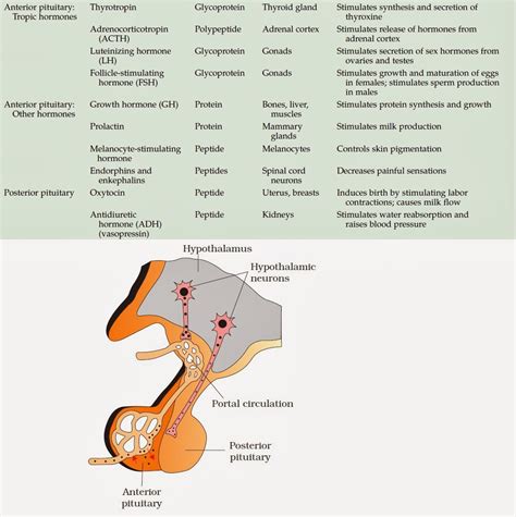 Hormones Produced From Anterior Pituitary at Nicole Drinkard blog