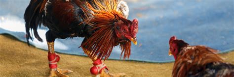 Pitmaster Sabong Tips 的图像结果