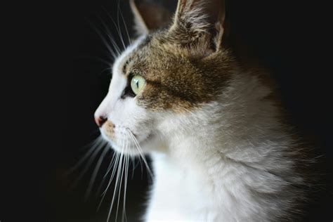 Can Cats Eat Scrambled Eggs ? - 2025
