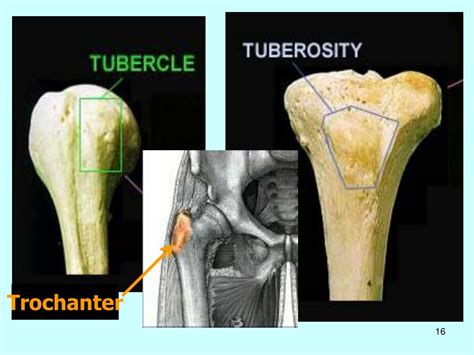 Image result for Skeletal Structural System
