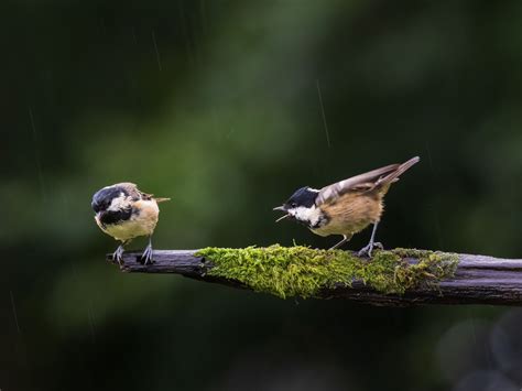 45 Facts About Birds - OhMyFacts