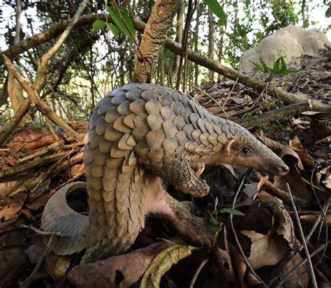 More Than 700 Wildlife Species Discovered in Cambodian Mangrove Forest - EcoWatch