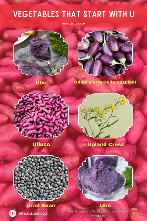 Vegetables That Start With U - English as a Second Language