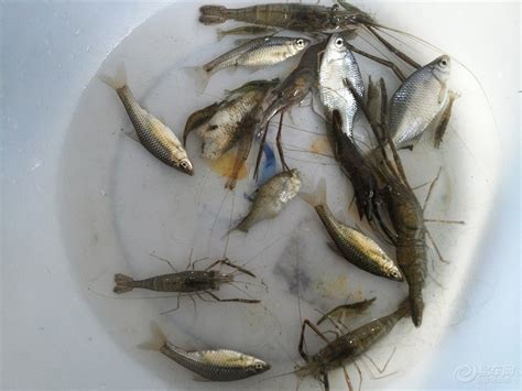 河里常见的小鱼,麦穗鱼,农村河里常见的鱼_大山谷图库
