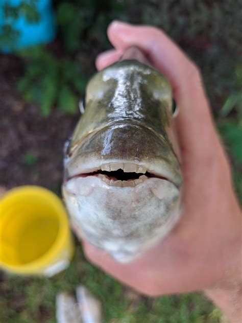 Sheepshead have almost human-like teeth. : mildlyinteresting