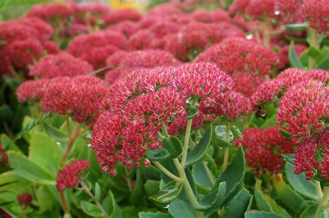 Autumn Fire Sedum Care: Sedum Autumn Fire Care – PPWBP