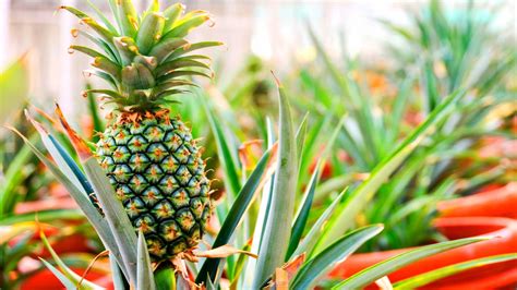 Pineapple Growing Areas In Karnataka at Ryan Hannum blog