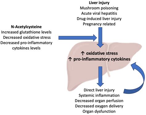 The Use and Potential Benefits of N-Acetylcysteine in Non-Acetaminophen Acute Liver Failure: An ...